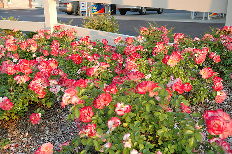 Flower Carpet Coral Rose Rosa Flower Carpet Coral In Denver