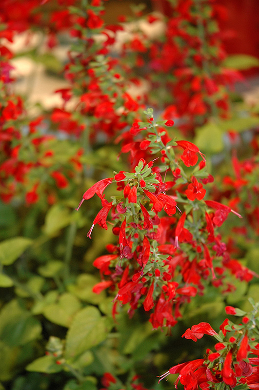Summer Jewel Red Sage (Salvia 'Summer Jewel Red') in Denver Arvada