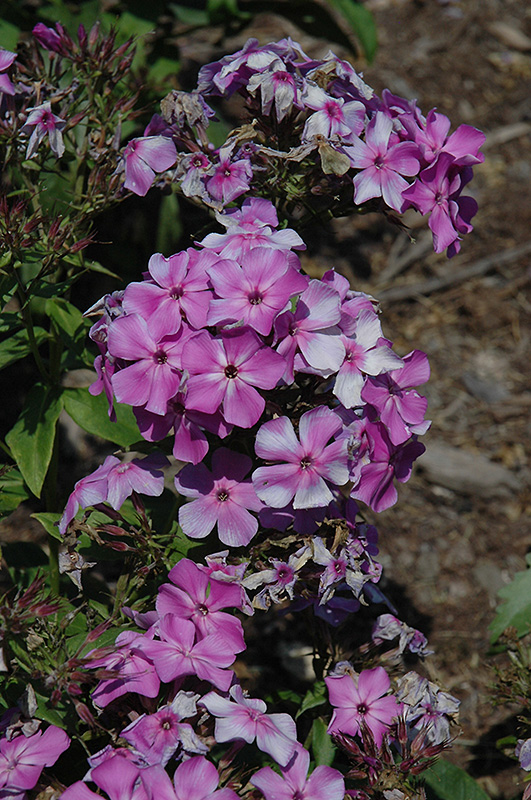 Violet Flame Garden Phlox (Phlox paniculata 'Barsixtyone') in Denver