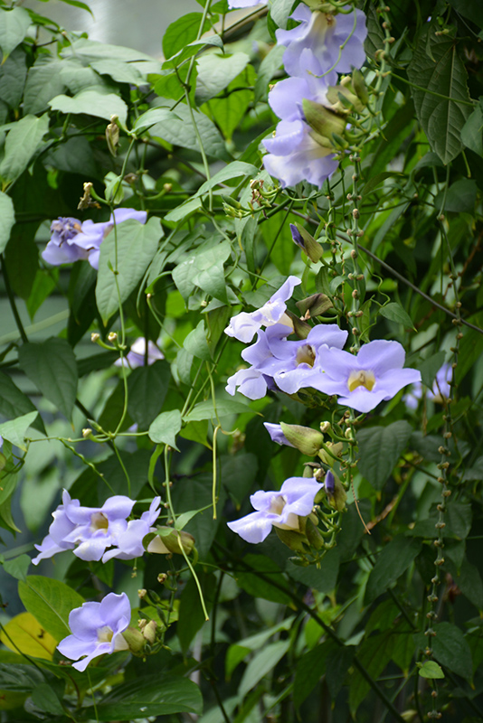 Blue Trumpet Vine (Thunbergia grandiflora) in Denver