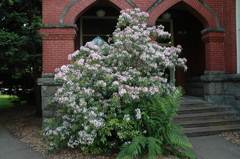 Elf Mountain Laurel (Kalmia latifolia 'Elf') in Denver Arvada Wheat