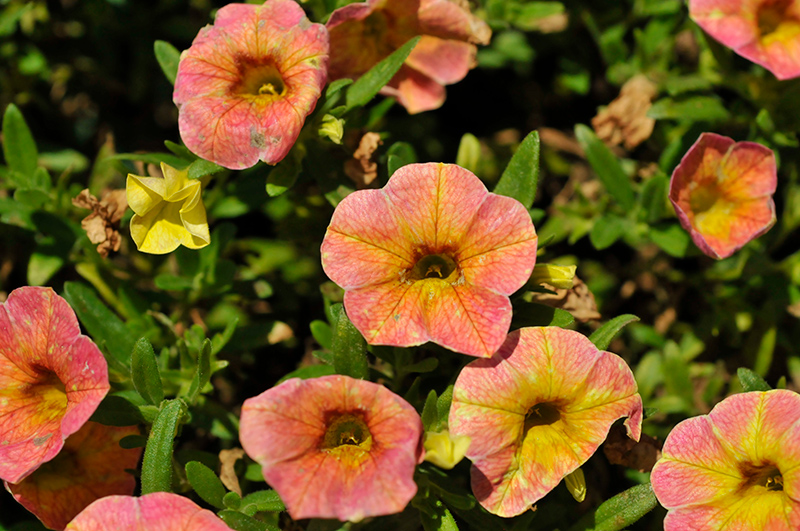 Cha Cha Diva Apricot Calibrachoa Calibrachoa Balchadap in