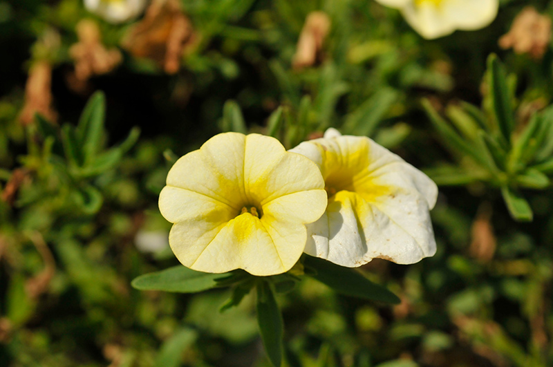 Cha Cha Frosty Lemon Calibrachoa Calibrachoa Balchafrem in