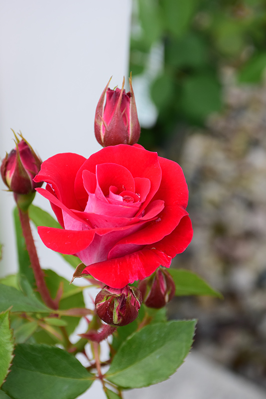 Take It Easy Rose (Rosa 'WEKyoopedko') in Denver Arvada Wheat Ridge