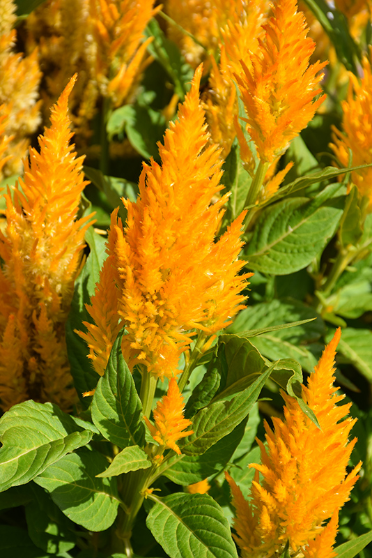 Fresh Look Gold Celosia (celosia 'fresh Look Gold') In Denver Arvada 