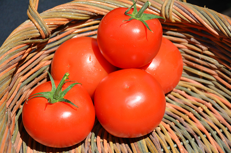 Celebrity Tomato (Solanum lycopersicum 'Celebrity') in Denver Arvada ...