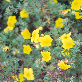 Plant Photo 2