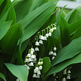 Lily-Of-The-Valley (Convallaria majalis) in Denver Arvada Wheat