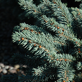 Plant Photo 5