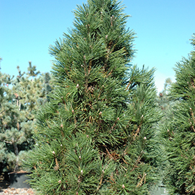 Plant Photo 8