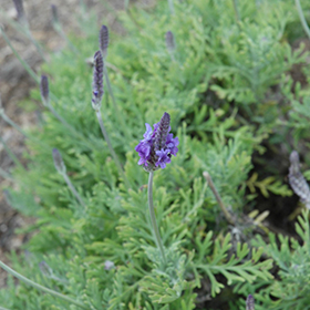 Fernleaf Lavender Lavandula Pinnata In Denver Arvada Wheat Ridge Golden Lakewood Colorado Co At Echter S Nursery Garden Center