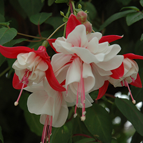 Plant Photo 7