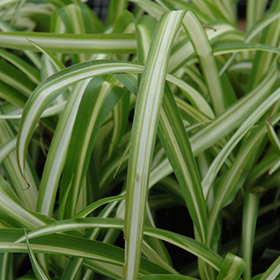 Spider Plant — Lakewood Plant Company