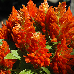 Plant Photo 10