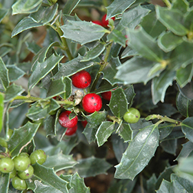 Plant Photo 1