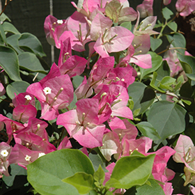 Yani's Delight Bougainvillea (Bougainvillea 'Yani's Delight') in