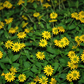 Plant Photo 8