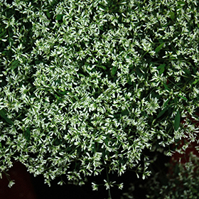 Plant Photo 2