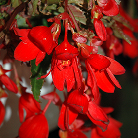 Plant Photo 8