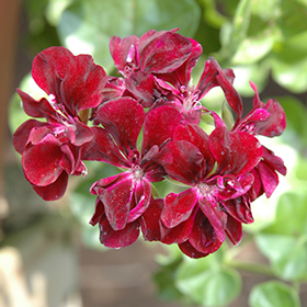 Plant Photo 3