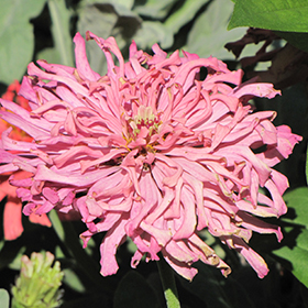 Plant Photo 7