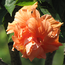 Plant Photo 5