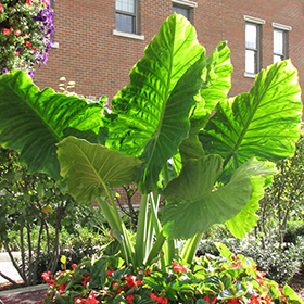 Plant Photo 2