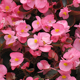 Plant Photo 4