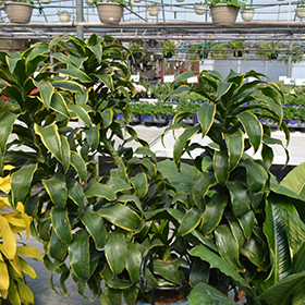 Plant Photo 7