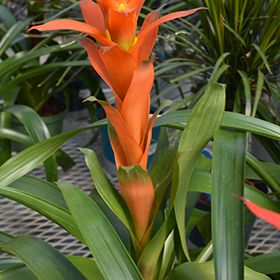 Plant Photo 6
