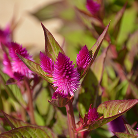 Plant Photo 1