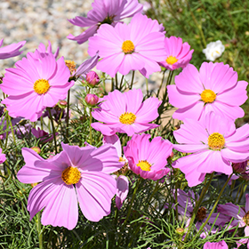 Apollo Pink Cosmos (Cosmos 'Apollo Pink') in Denver Arvada Wheat Ridge  Golden Lakewood Colorado CO at Echter's Nursery & Garden Center