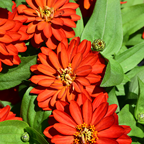Plant Photo 3