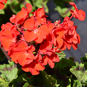 Plant Photo 10