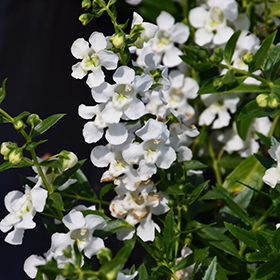 Plant Photo 6