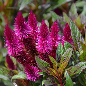 Plant Photo 2