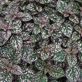 Plant Photo 1