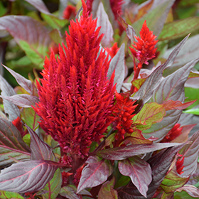 Plant Photo 9