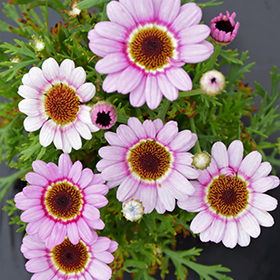 Plant Photo 2