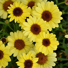 Plant Photo 4