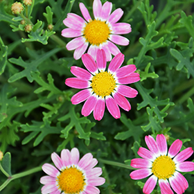 Plant Photo 6