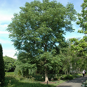 Espresso Kentucky Coffeetree (Gymnocladus dioicus &lsquo;Espresso-JFS 