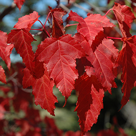 Plant Photo 5