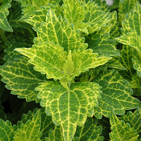 Plant Photo 4