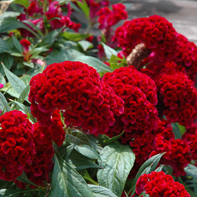 Plant Photo 3
