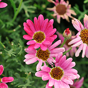 Plant Photo 1