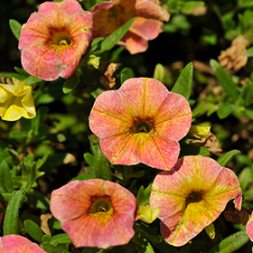 Cha Cha Diva Apricot Calibrachoa Calibrachoa Balchadap in