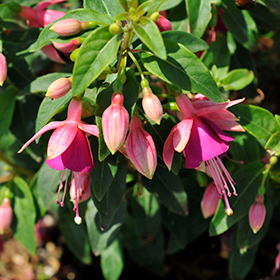 Plant Photo 6