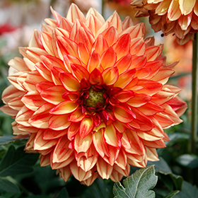 Plant Photo 9