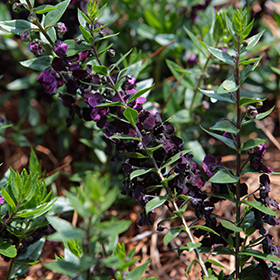 Plant Photo 2